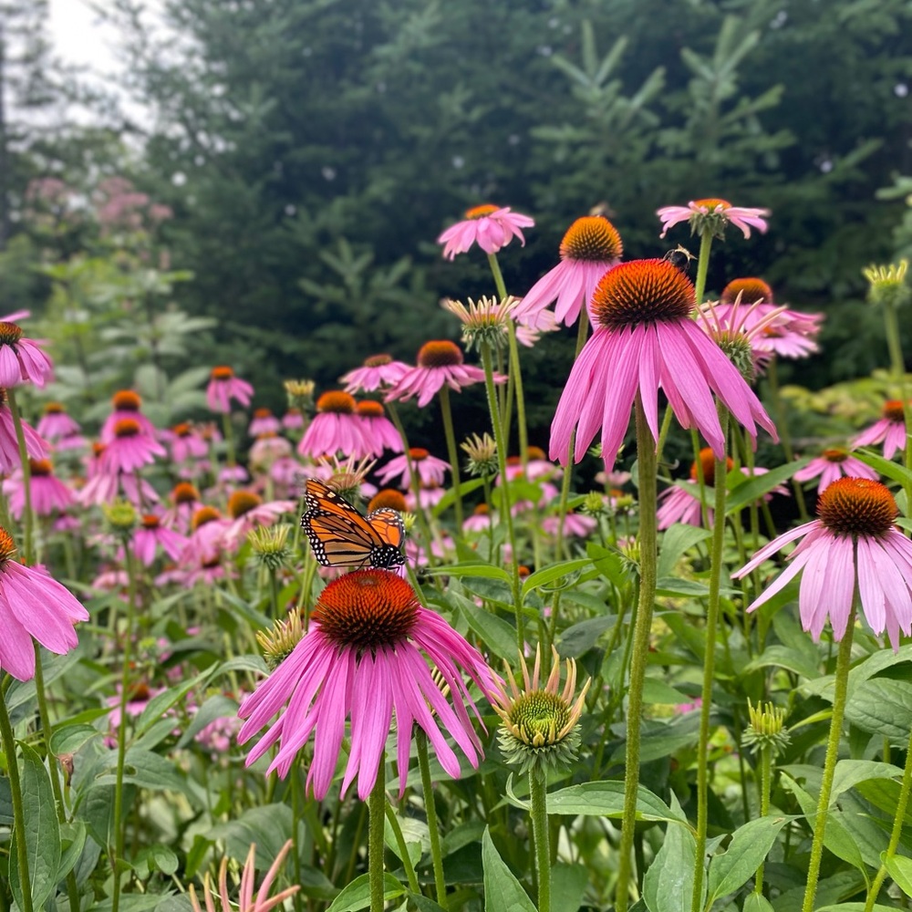 Meet your Posher, Cada